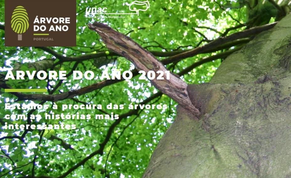 Árvore do Ano 2021