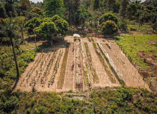 Sistemas agrícolas e florestais mistos