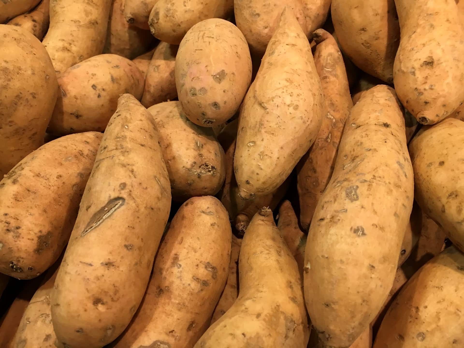Conferência sobre a sustentabilidade da produção hortícola e a cultura