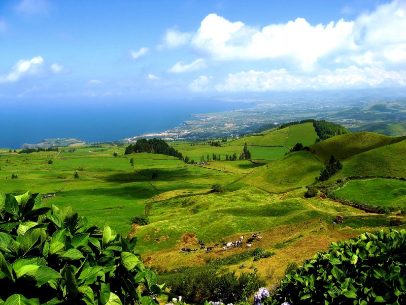 Agricultura Açores