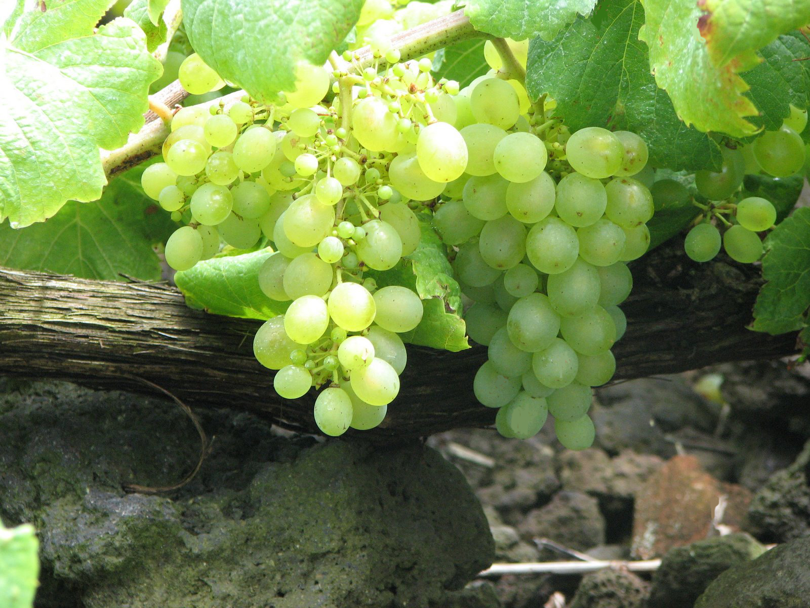 Vinhas