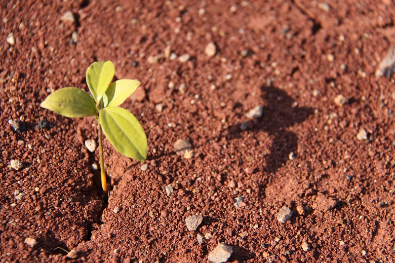 Agricultura