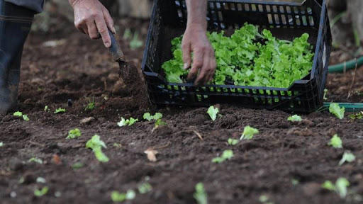 Agricultura Biológica