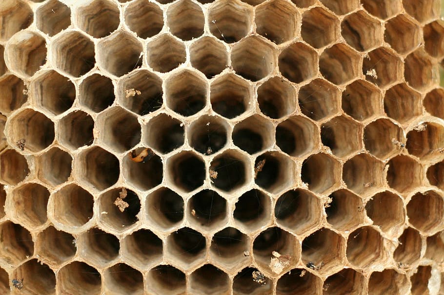 Apicultura