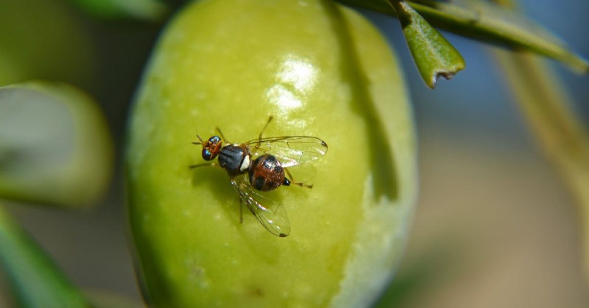 Mosca-da-azeitona