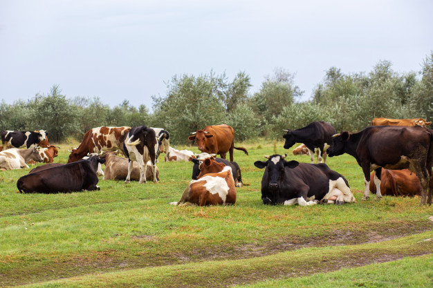 vacas