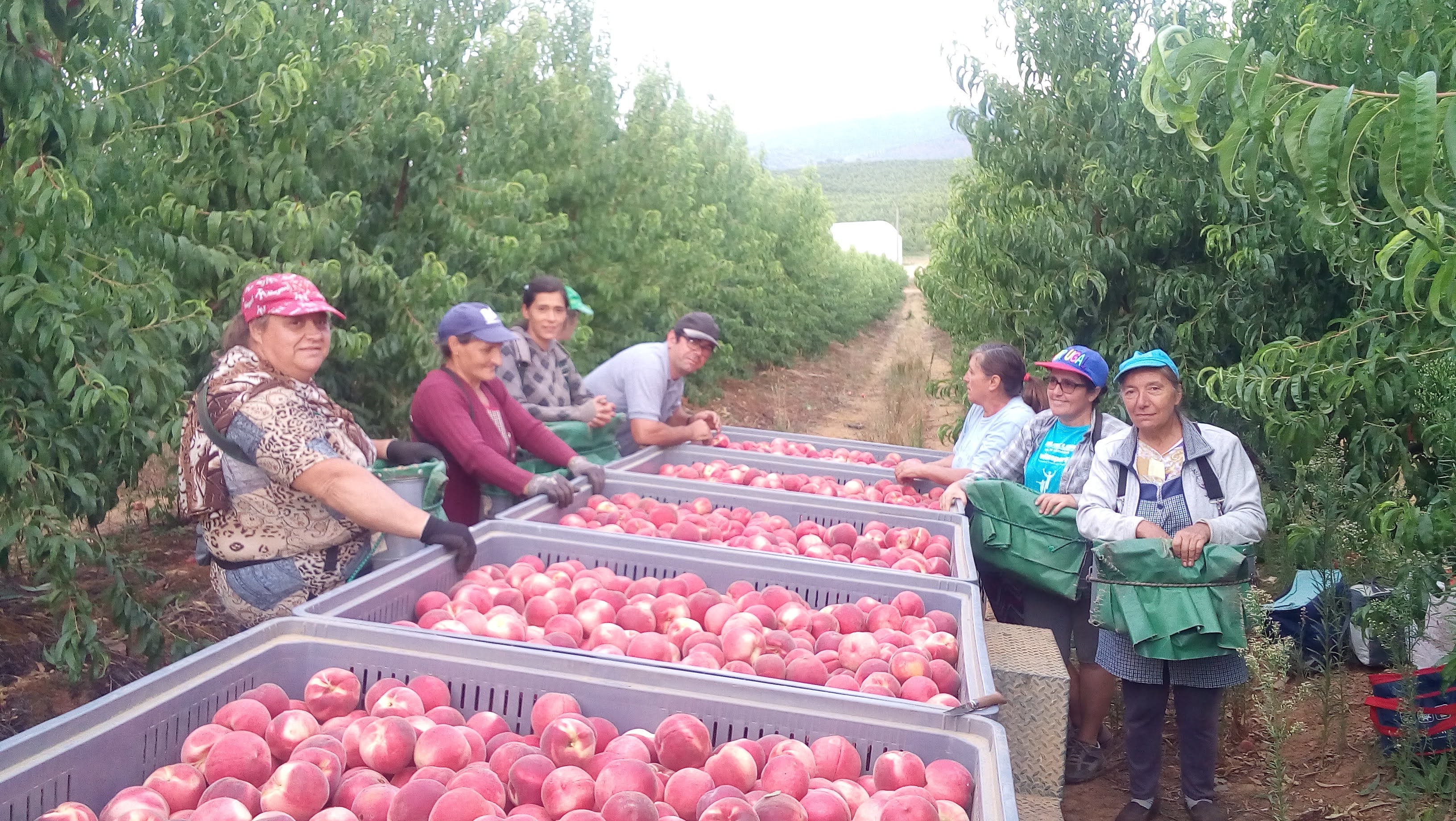 prunóideas