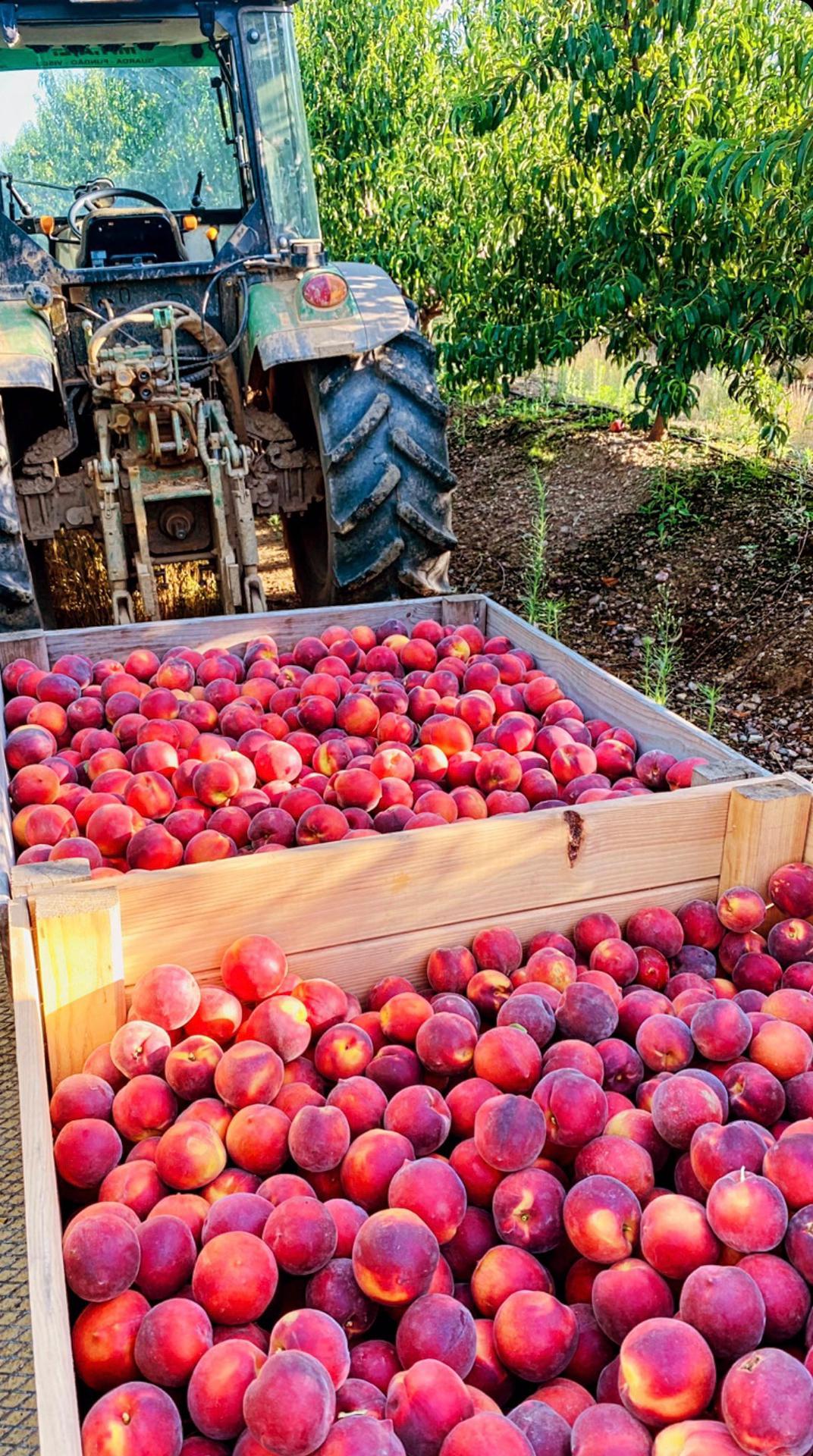 prunóideas