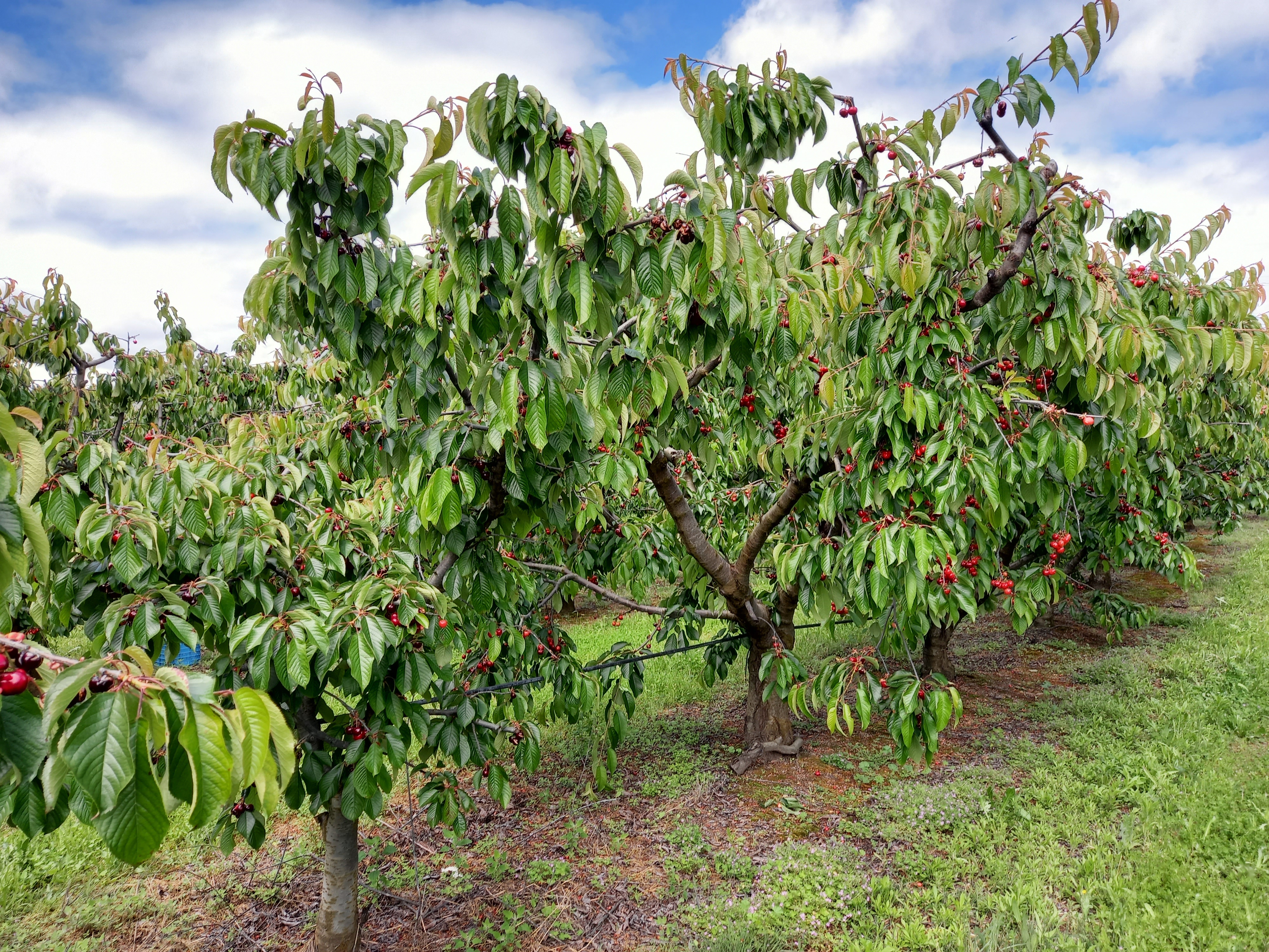 prunóideas