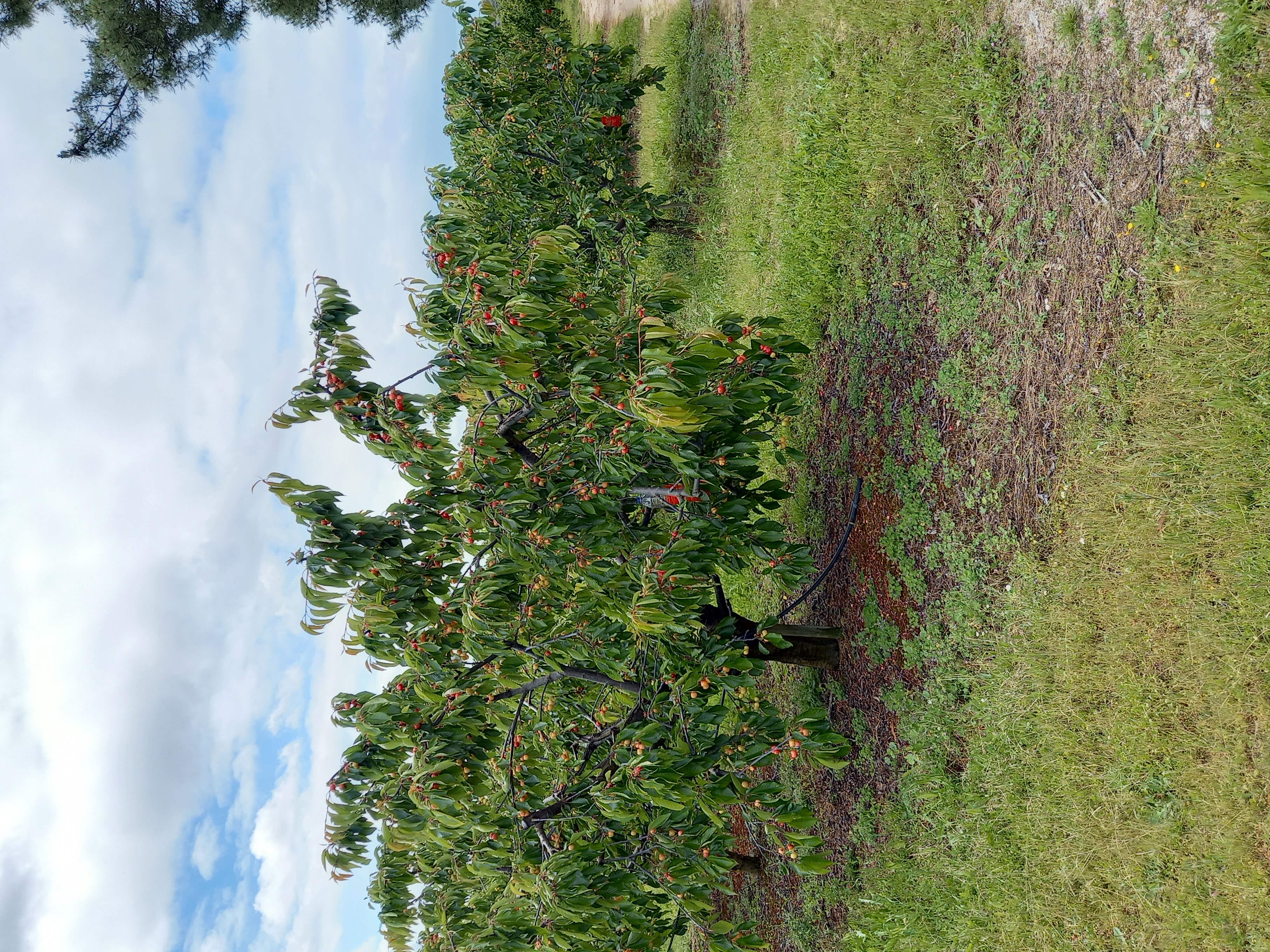 prunóideas