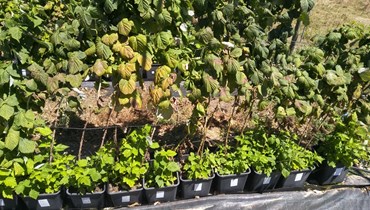 O porquê de um programa de melhoramento de framboesas