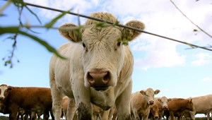 Novo estudo revela como a PAC contribuiu para o bem-estar animal e a redução do uso de antimicrobianos
