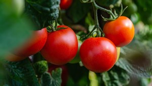 Eurofirms Group abre 250 ofertas na fileira do tomate de indústria em Portugal