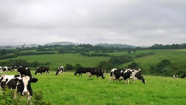 Genética das vacas ganha mais importância com menos produção