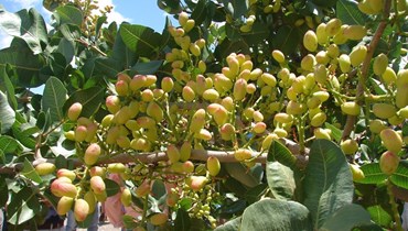 A fertilização na cultura do Pistácio