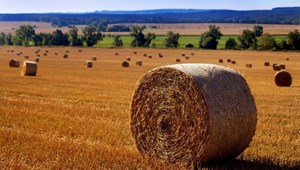 Oliveira do Hospital: XL Reunião de Outono da SPPF