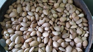 Frutos secos de casca rija