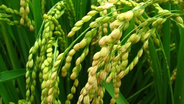 Uma nova luz no processo de floração do arroz