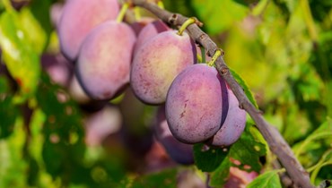 DRAP Algarve: Prospeção de variedades tradicionais de ameixeira, damasqueiro, marmeleiro e pereira