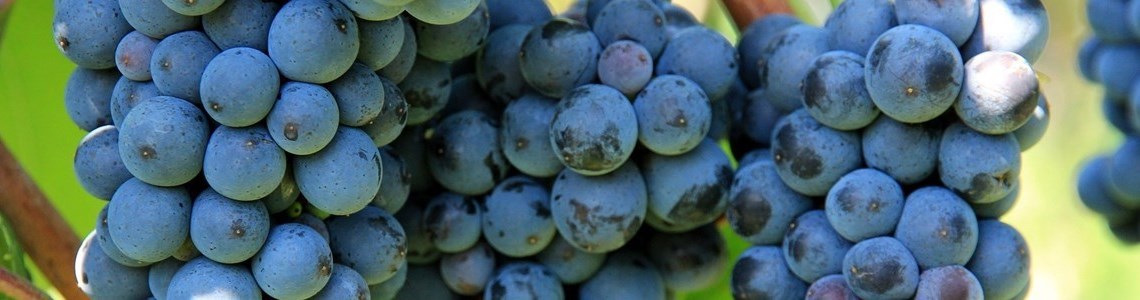 Estimado aumento de 8% na produção de vinho na campanha 2023/24 