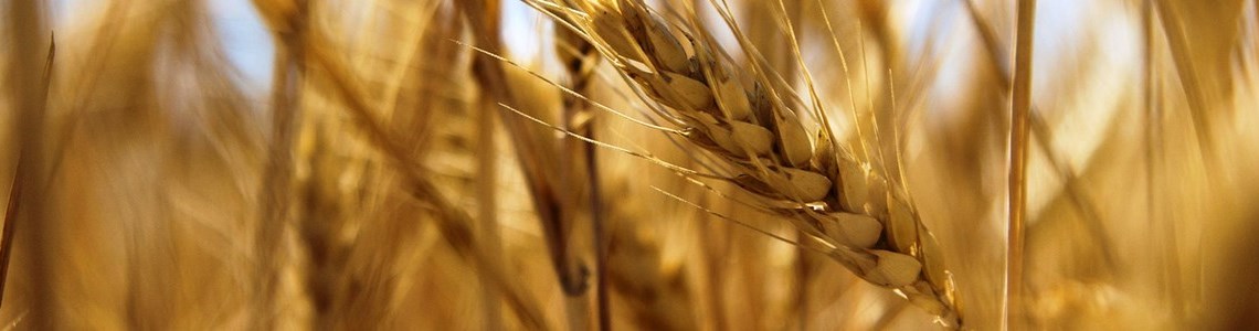 União Europeia aumenta exportações de cereais