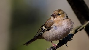 Não deixemos as aves desaparecerem nas nossas explorações