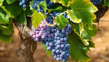 Efeito das alterações climáticas nos padrões geográficos da viticultura: do Alto Douro a Trás-os-Montes