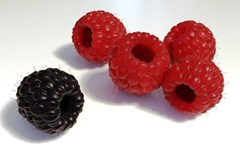 Workshop de prote&ccedil;&atilde;o integrada e fertiliza&ccedil;&atilde;o em pequenos frutos