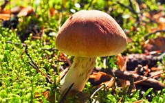 Formação em cogumelos a 2 de dezembro em Paços de Ferreira