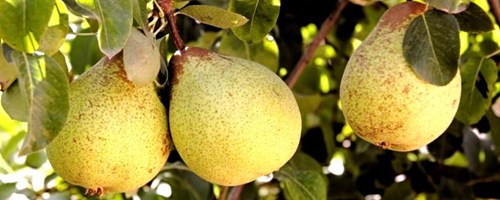 Alcoba&ccedil;a recebe II sess&atilde;o de divulga&ccedil;&atilde;o de Fruticultura