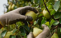 Pera Rocha é um dos frutos mais exportados de Portugal e representa 85M€ todos os anos