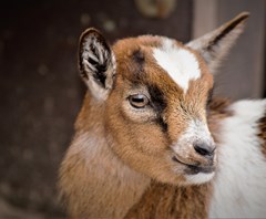 Em janeiro decorre período obrigatório de Declarações de Existências de Ovinos e Caprinos