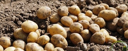 Nuno Russo: «A batata nacional é um produto de excelência»