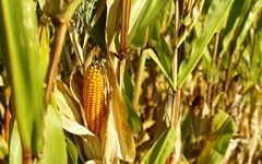 Conferência: A evolução da agricultura portuguesa nos últimos 60 anos
