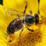 abelha (2)