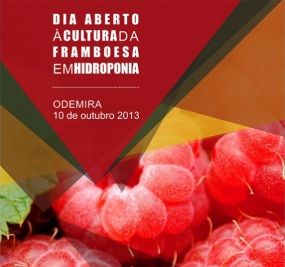 framboesa hidroponia