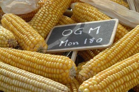 OGM