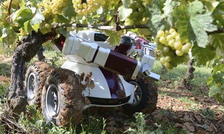 Robot in farming : wine bot being used in vineyards