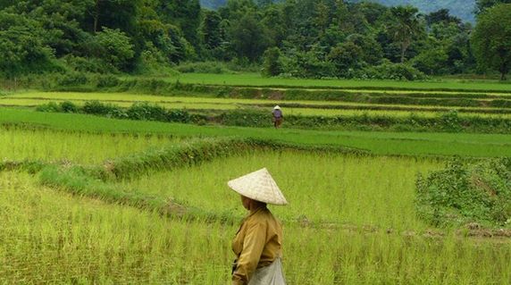 campos-arroz-en-laos