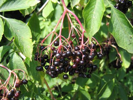 Sambucus_nigra-fruit001