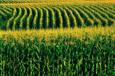 crops in the heartland