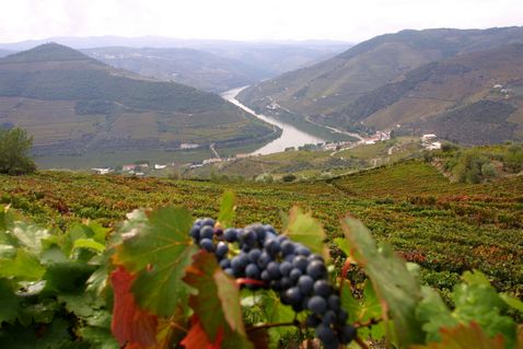 viticultura-portugal