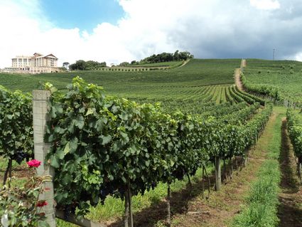viticultura-portugal-2