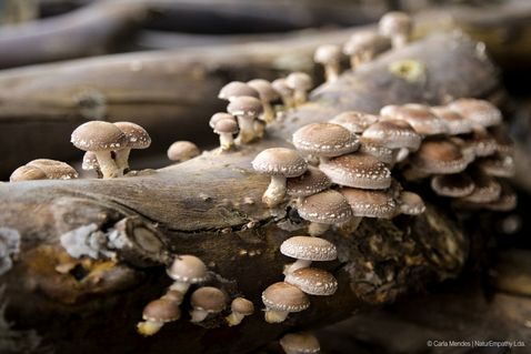 cogumelos-shiitake