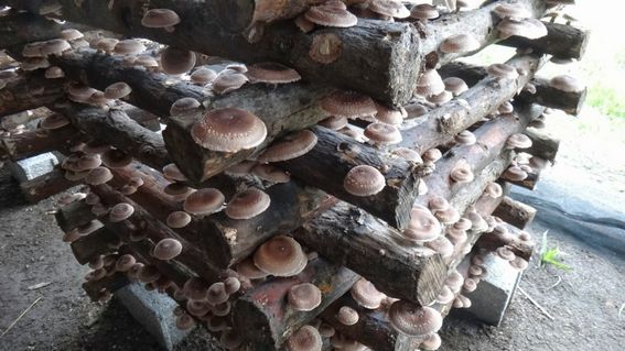 cogumelos-em-tronco.jpeg