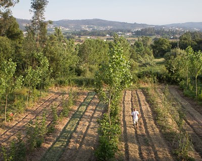 1º Encontro de Sistemas Agroflorestais de Sucessão debate contributo para o futuro da agricultura biológica