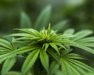 1ª Expo Internacional de Cânhamo e Cannabis chega a Portugal