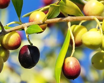 Life Resilience alcança ótimos resultados em Portugal e Itália para evitar a Xylella