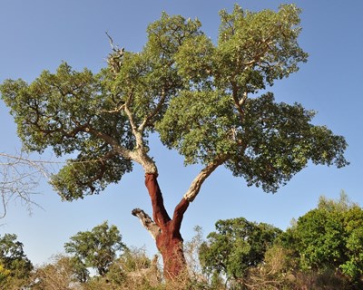11.ª Expoflorestal em Albergaria-a-Velha