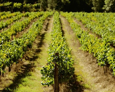 11º Simpósio de Vitivinicultura do Alentejo